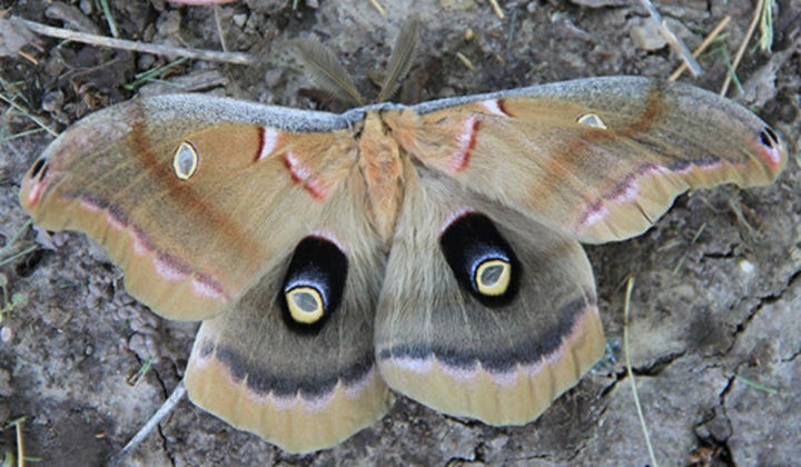 image of polyphemus moth from IDNR